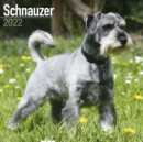 Image for Schnauzer 2022 Wall Calendar