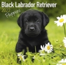 Image for Black Labrador Retriever Puppies 2022 Wall Calendar