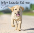 Image for Yellow Labrador Retriever Puppies 2022 Wall Calendar
