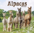 Image for Alpacas 2022 Wall Calendar