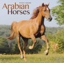 Image for Arabian Horses 2022 Wall Calendar