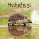 Image for Hedgehogs Square Wall Calendar 2022