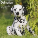 Image for Dalmatian Puppies 2023 Wall Calendar