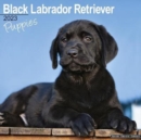 Image for Black Labrador Retriever Puppies 2023 Wall Calendar