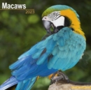 Image for Macaws 2023 Wall Calendar