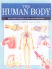 Image for The human body  : an essential guide to how the body works