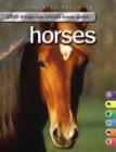 Image for 1000 Things You Should Know About Horses