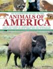 Image for An illustrated guide to the animals of America  : a visual encyclopedia of amphibians, reptiles and mammals in the United States, Canada and South America, with over 350 illustrations