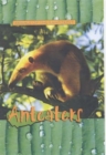 Image for Anteaters