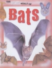 Image for The secret world of bats