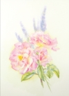 Image for Give &amp; Paint: Peace Roses