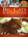Image for Big cats &amp; wild dogs