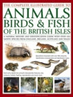 Image for The complete illustrated guide to animals, birds &amp; fish of the British Isles  : a natural history and identification guide with over 440 native species from England, Ireland, Scotland and Wales