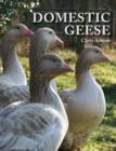 Image for Domestic Geese