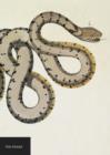Image for Natural History Museum Snake Notebook