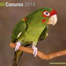 Image for Conures 2014