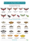 Image for Guide to the Day-Flying Moths of Britain