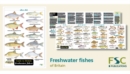 Image for A key to the major groups of British freshwater invertebrates