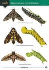 Image for Guide to the Hawkmoths of the British Isles
