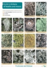 Image for Guide to Lichens of Heaths and Moors
