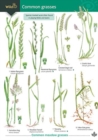 Image for Guide to Common Grasses