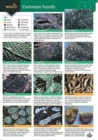 Image for A Guide to Common Fossils