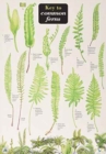 Image for Key to Common Ferns