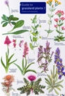 Image for Guide to Grassland Plants 2