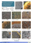 Image for Guide to Common Urban Lichens