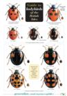 Image for Guide to Ladybirds of the British Isles