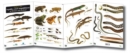 Image for A guide to the reptiles and amphibians of Britain &amp; Ireland
