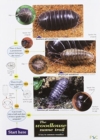Image for The Woodlouse Name Trail