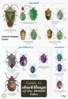 Image for Guide to Shieldbugs of the British Isles