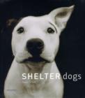 Image for Shelter dogs