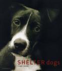 Image for Shelter dogs