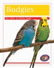Image for Budgies