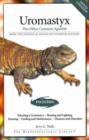 Image for Uromastyx