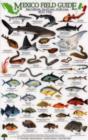 Image for Reef Fish : Baja California - Sea of Cortez - Pacific Coast