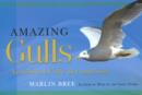 Image for Amazing Gulls : Acrobats of the Sky and Sea