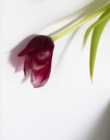 Image for Tulip  : my mother&#39;s favourite flower