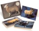 Image for Beautiful Sheep : 20 Notecards with 4 Different Portraits, Complete with Envelopes
