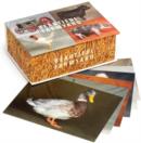 Image for Beautiful Farmyard : 100 Gorgeous Portraits of Chickens, Cows, Ducks, Owls, Pigeons, Pigs, Rabbits, Sheep &amp; Tractors