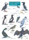 Image for Guide to Summer Coastal Birds