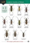 Image for Guide to longhorn beetles of Britain