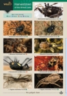 Image for Harvestmen of the British Isles