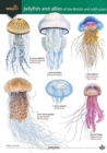 Image for Jellyfish and allies of the British and Irish Coast