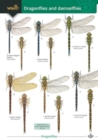 Image for Dragonflies and damselflies