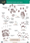 Image for Mammal tracks and signs