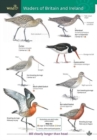 Image for Wader of Britain and Ireland