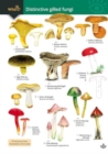 Image for Distinctive gilled fungi